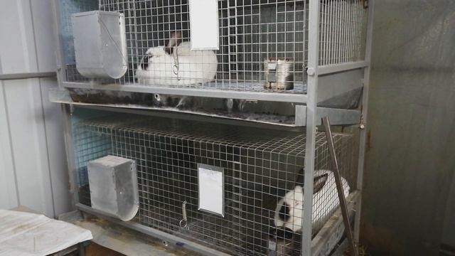 ОЖИРЕНИЕ КРОЛИКОВ/КРОЛЬЧИХИ НЕ ИДУТ НА СЛУЧКУ/КАКАЯ ПРИЧИНА ,ЧТО ДЕЛАТЬ? смотреть онлайн