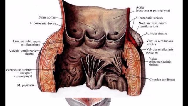 Сердце: топография, строение, кровоснабжение, иннервация, проводящая система смотреть онлайн