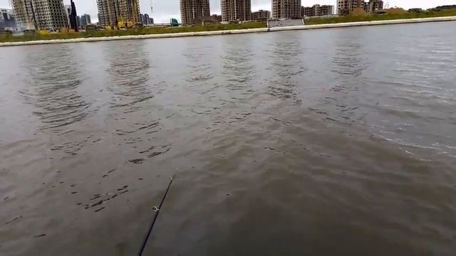 Ловим Густеру на Дудергофском канале (Дудике) Рыбалка на Финском Заливе смотреть онлайн