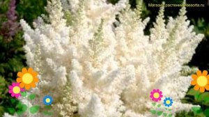 Астильба арендса Вейс Глория. Краткий обзор, описание характеристик astilbe arendsii Weisse Gloria
