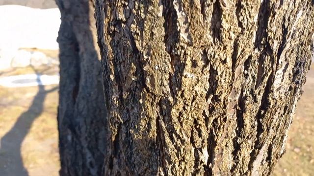 На даче. Осенняя обработка плодовых деревьев. смотреть онлайн