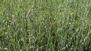 Выращивание картофеля, севооборот