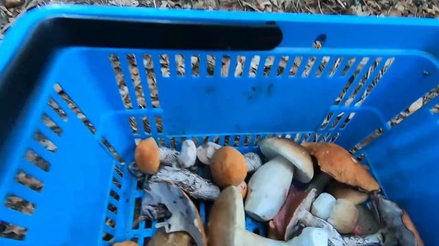 Білі Гриби в Карпатах не густо але і не пусто смотреть онлайн