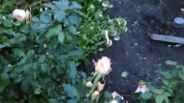 Мой классный ДЕНЬ РОЖДЕНИЯ. Жарим шашлык. Коптим рыбу. Читаю стих. смотреть онлайн