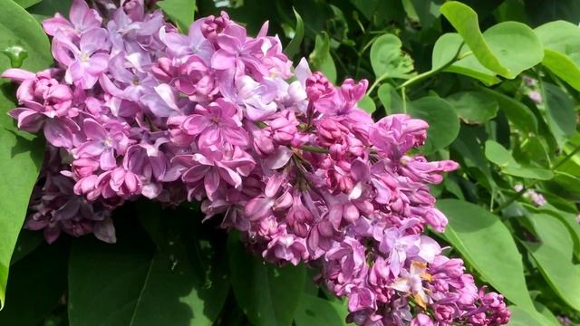 сорт сирени S v "Богдан Хмельницкий" смотреть онлайн