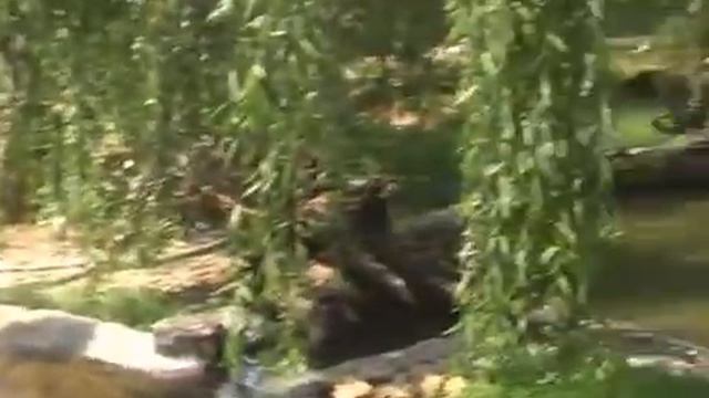 Животные пражского зоопарка летом 2017 года смотреть онлайн