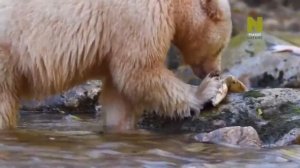 Как выживают медведи.   Мир дикой природы.  | Viasat nature.