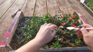 Еле успеваю, чтобы расада не перерастала