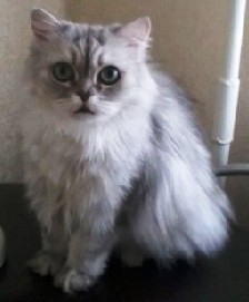 Турецкий марш..mp4 смотреть онлайн