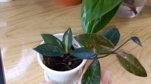 Серьёзный разговор с Хойей Триколор?Пытаюсь вернуть вариегатность?Что в цветочной комнате?Мечты?