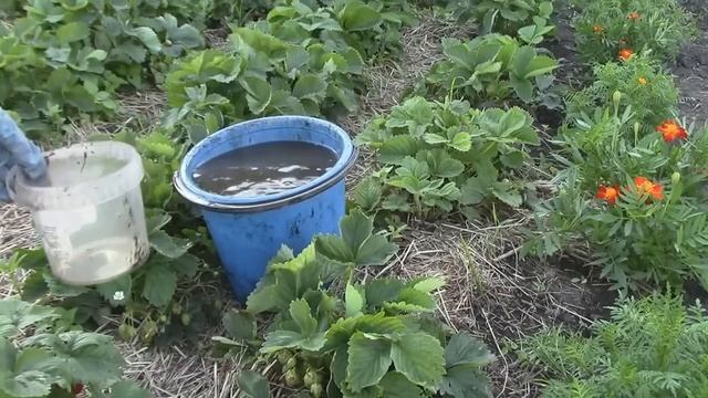 подкормка садовой земляники во время плодоношения смотреть онлайн