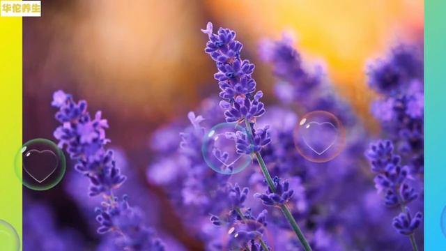 薰衣草的功效和作用？薰衣草泡水喝的禁忌 смотреть онлайн