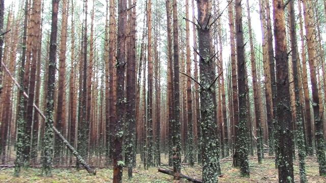ПОЕЗДКА В ЛЕС ЗА ГРИБАМИ после МОЩНЕЙШИХ Ливней! 23 июня 2022 года. Томская область. смотреть онлайн