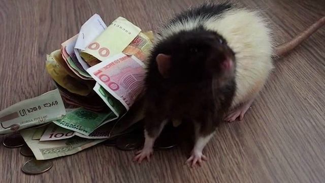История о Крысе Которая Деньги для Хозяина Приносила смотреть онлайн