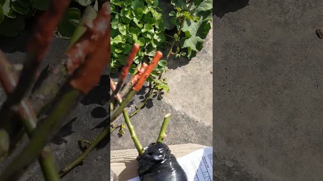 Распаковка посылки от Агромаркет 30 апреля 2022 года. смотреть онлайн