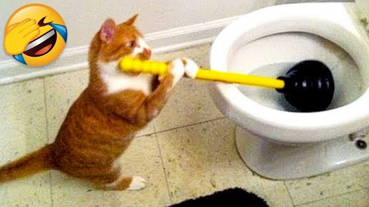 Смешные Животные - Лучшие Кошки? и Собаки? #8 смотреть онлайн