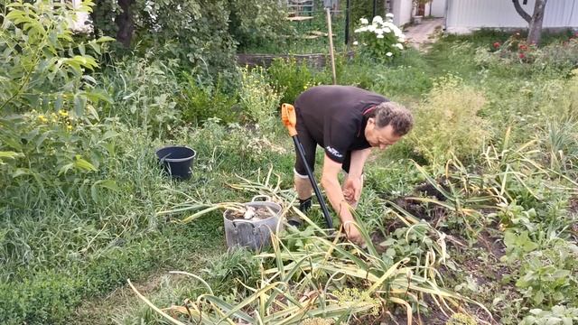 Когда и как убирать озимый чеснок смотреть онлайн