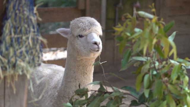 TARONGA ZOO SYDNEY #Tarongazoo #Australia смотреть онлайн