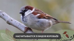 ИНТЕРЕСНАЯ ПТАШКА: ВОРОБЕЙ