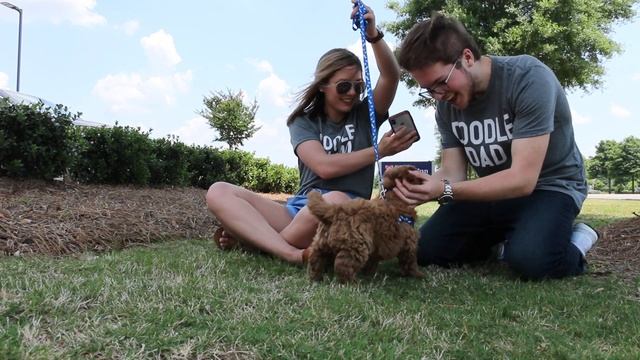 Mini Goldendoodle Adoption - Wallace смотреть онлайн