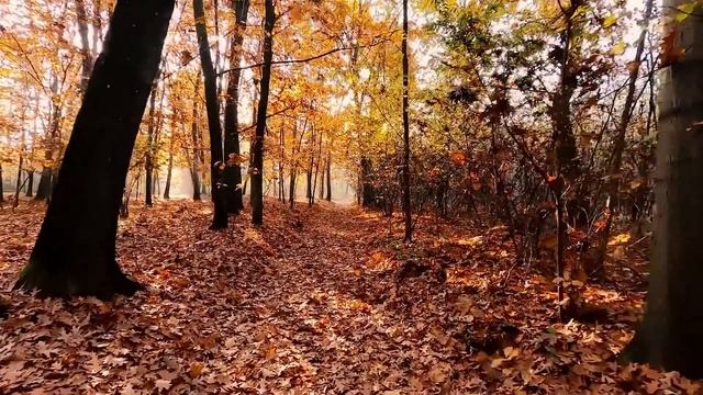 Лесная хищница нашла беременную женщину в лесу и сотворила то, отчего все ахнули смотреть онлайн