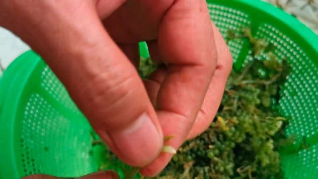 HOW TO PREPARE LATO / AR-ARUSIP / SEA GRAPES | Eats So Good смотреть онлайн