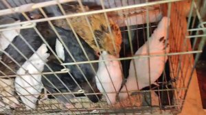 #крысы_воруютяйца #куры #утки как и чем отравить крыс в курятнике отравление крыс в курятнике весно