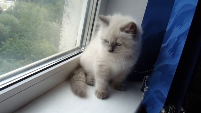 Егорушка 2 месяца, невский маскарадный котёнок. смотреть онлайн