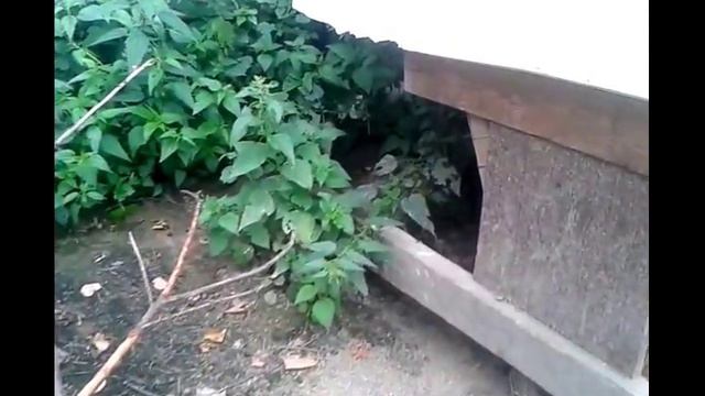 кролики в вольере 4 смотреть онлайн