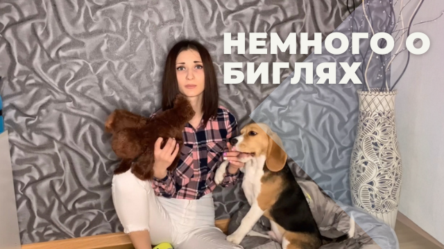 Немного о биглях смотреть онлайн