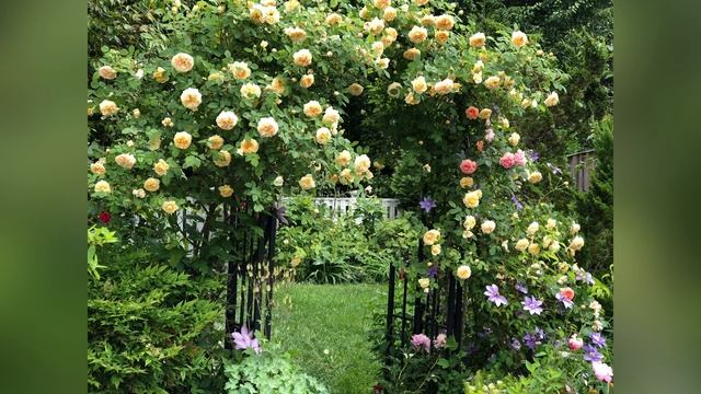 TEASING GEORGIA DAVID AUSTIN ROSE | ENGLISH ROSE #Lenie’s Garden смотреть онлайн
