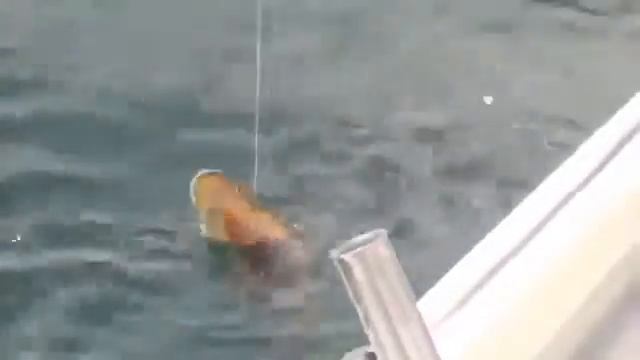 Особенности финской рыбалки в Норвегии смотреть онлайн