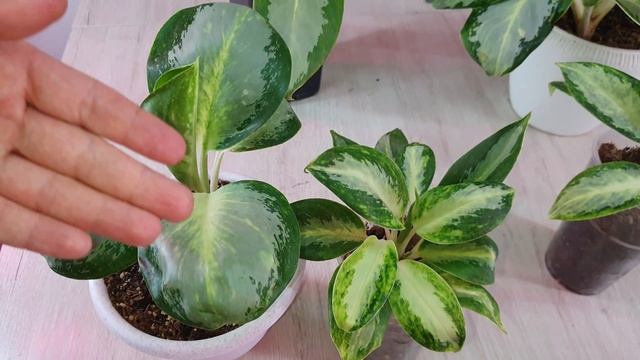 Как добиться деток от Аглаонем?Отличие сортов Сильвер блю от Тайских Ушей Слона.Саксум,Сермсаб. смотреть онлайн