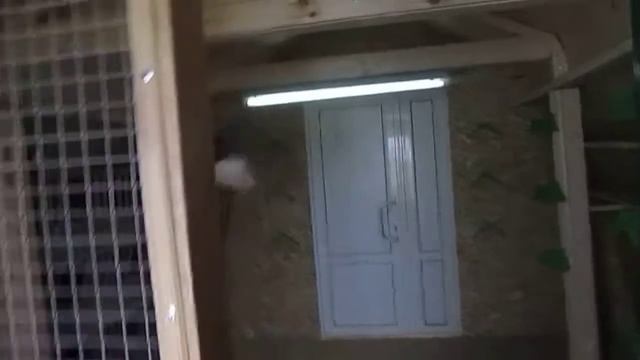 Голубятня в Абрамовке 2