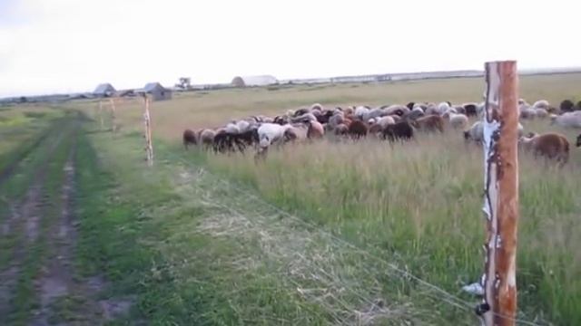 Электропастух - Как он работает. смотреть онлайн