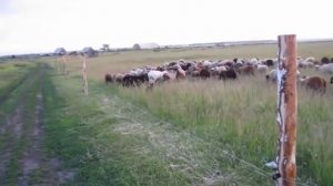 Электропастух - Как он работает.