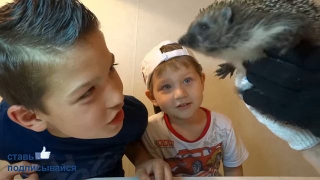 Обзор моего ЕЖИКА | my hedgehog смотреть онлайн