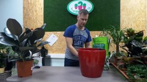 пересадка Фикуса Эластика в кашпо с автополивом Lechuza