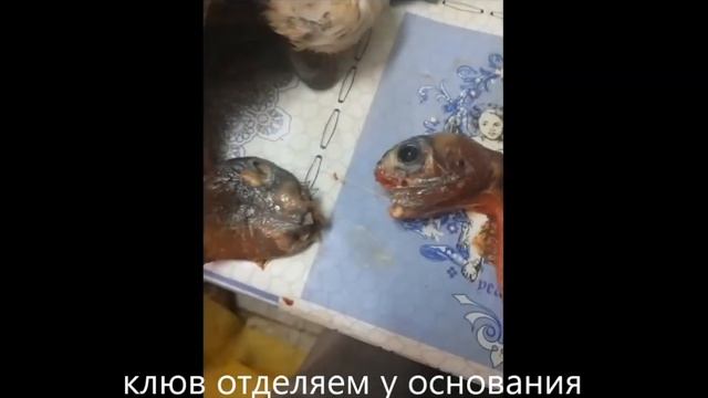 собираем чучело утки луток или малый крохаль смотреть онлайн