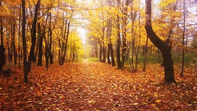 Осень в июле. Музыка Сергея Аверьянова. смотреть онлайн