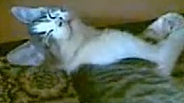 котика вырубает смотреть онлайн