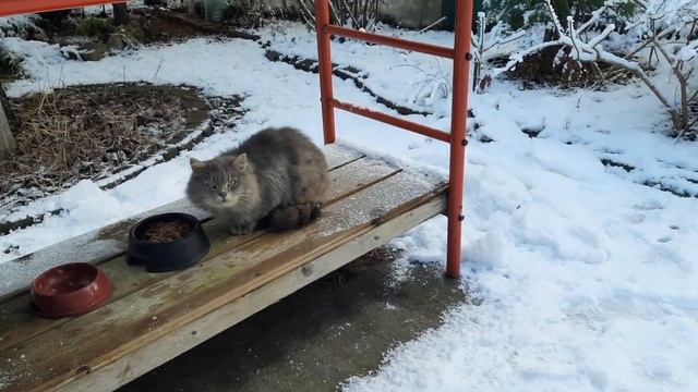 6 соток снежной сказки!?Наша поездка на дачу?Сад Девятой реальности? смотреть онлайн