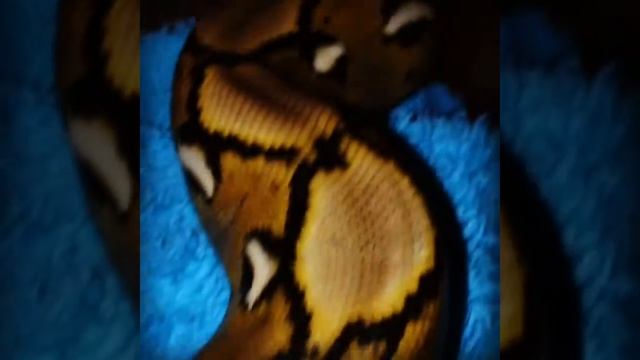 Сетчатый питон Молодая самка морфа GeneticStripeAlbino смотреть онлайн