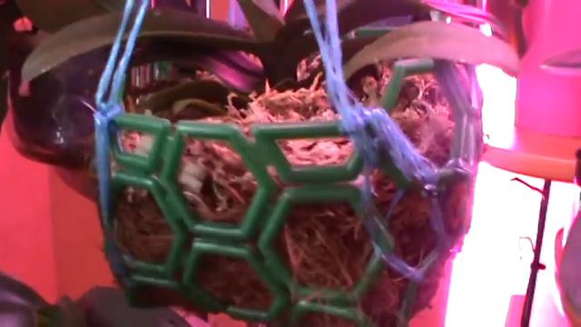 Орхидейные будни. Рассуждалка. Ответы на вопросы. смотреть онлайн