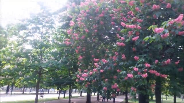 Австрия #15: Парк Пратер в Вене (Prater). Первомайская пробежка. смотреть онлайн