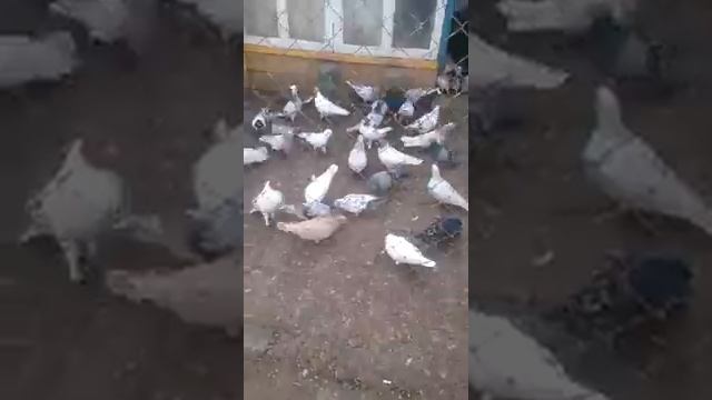 бойные голуби мраморные двухчубые и чубатые бакинцы дяди миши смотреть онлайн