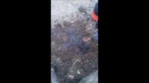 Как правильно посадить чернику на участке