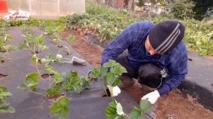 Сажаем клубнику на чёрный укрывной материал!!! Проверенный метод, плюс хороший урожай...