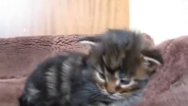 мейн кун - 2 недельки смотреть онлайн