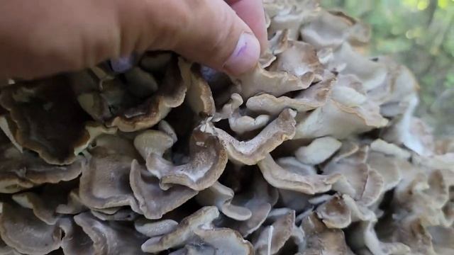 I Found a MASSIVE 20 Pound Hen of the Woods!! (Gifola Frondosa) смотреть онлайн